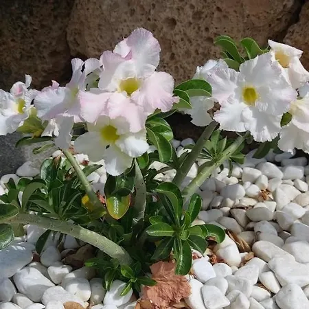 Domek alpejski Casa Luis Pico